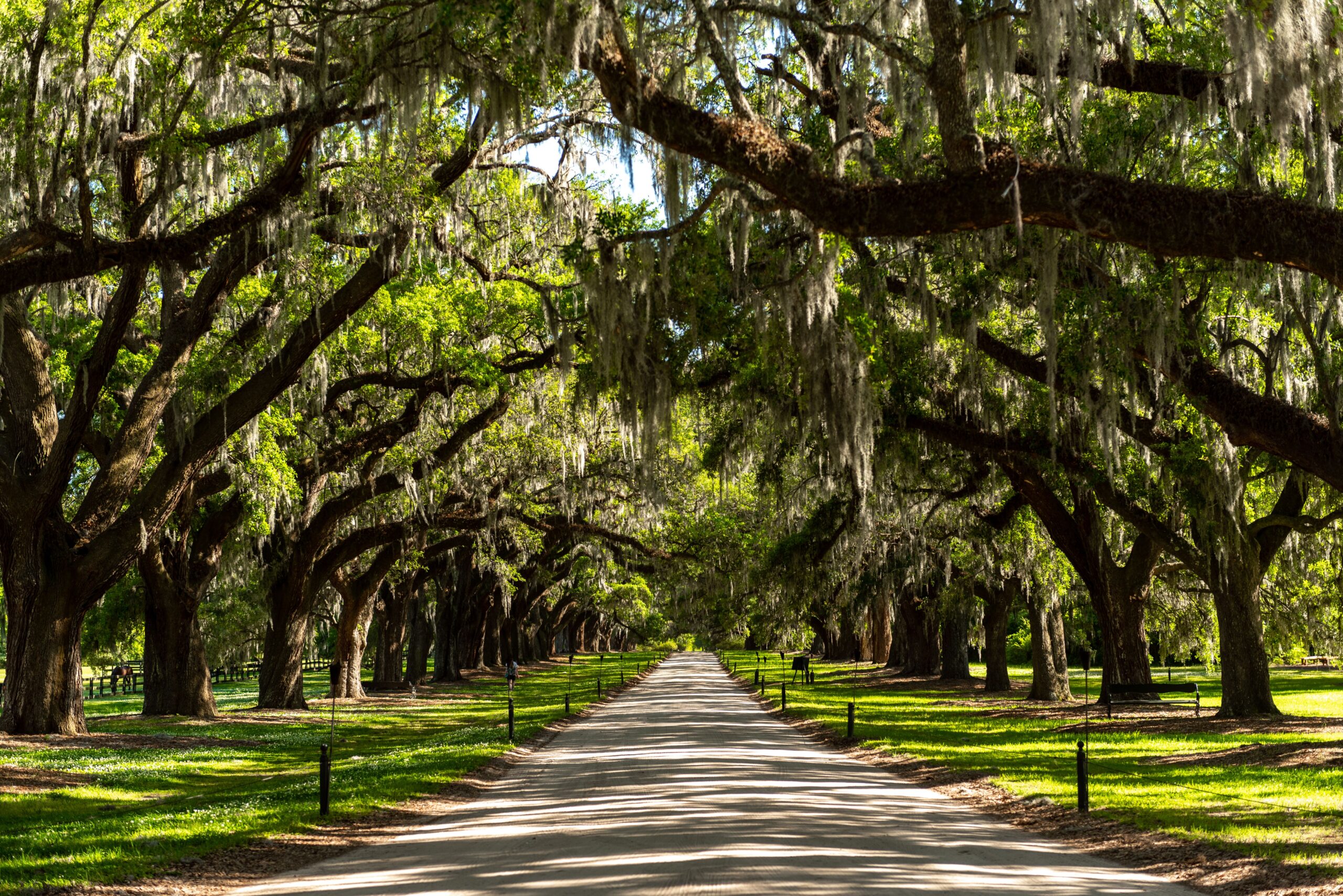 Majestic Live Oaks